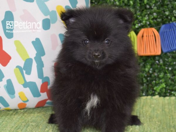 [#1326] Black Male Pomeranian Puppies For Sale