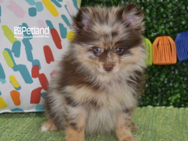 [#1327] Chocolate Merle Male Pomeranian Puppies For Sale