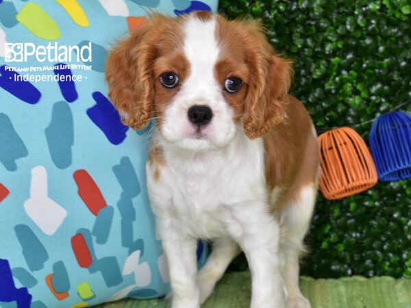 [#1349] Blenheim Male Cavalier King Charles Spaniel Puppies For Sale