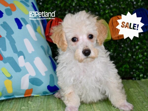 [#1250] Cream Male Poodle Puppies For Sale