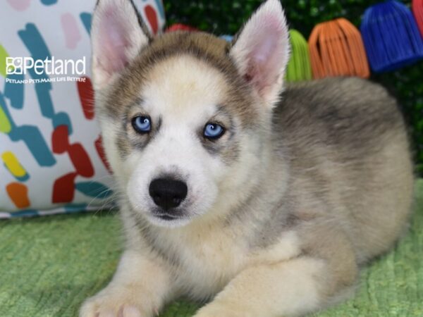 [#1332] Silver & White Male Siberian Husky Puppies For Sale