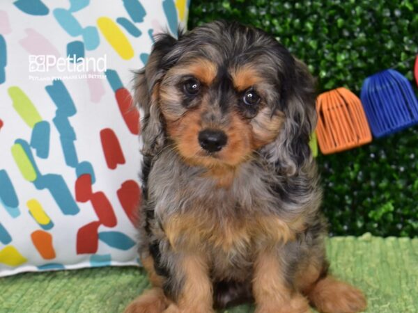 [#1331] Blue Merle Male Cavapoo Puppies For Sale