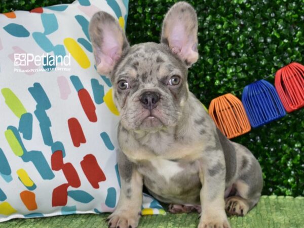 [#1329] Lilac Merle Male French Bulldog Puppies For Sale