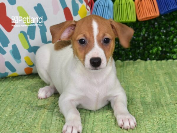 [#1335] Tan & White Female Jack Russell Terrier Puppies For Sale