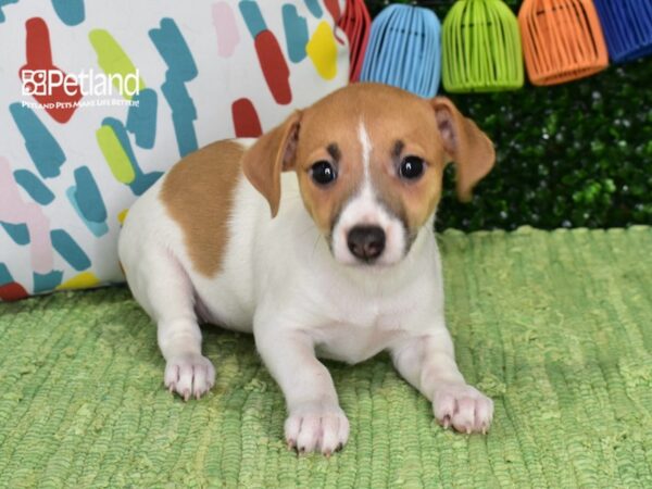[#1334] Tan & White Female Jack Russell Terrier Puppies For Sale