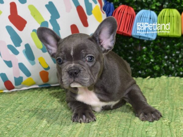 [#1336] Blue Female French Bulldog Puppies For Sale