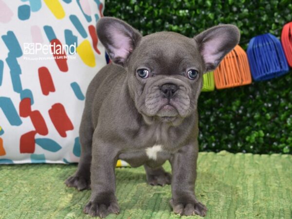 [#1337] Blue Female French Bulldog Puppies For Sale