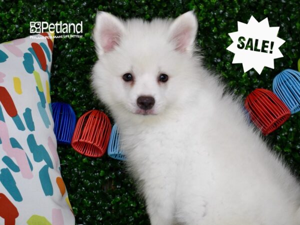 [#1297] White Male American Eskimo Puppies For Sale