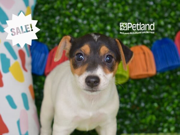 [#1294] Black, Tan, & White Female Jack Russell Terrier Puppies For Sale