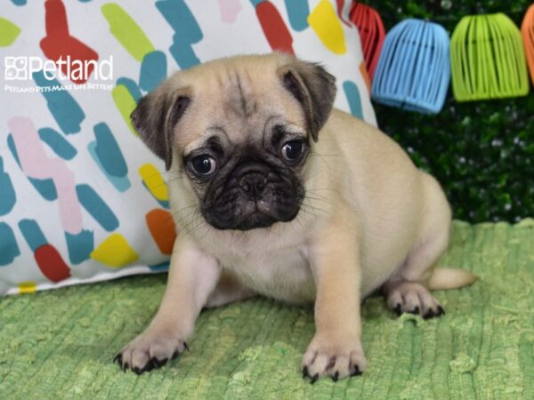 [#1344] Fawn Male Pug Puppies For Sale