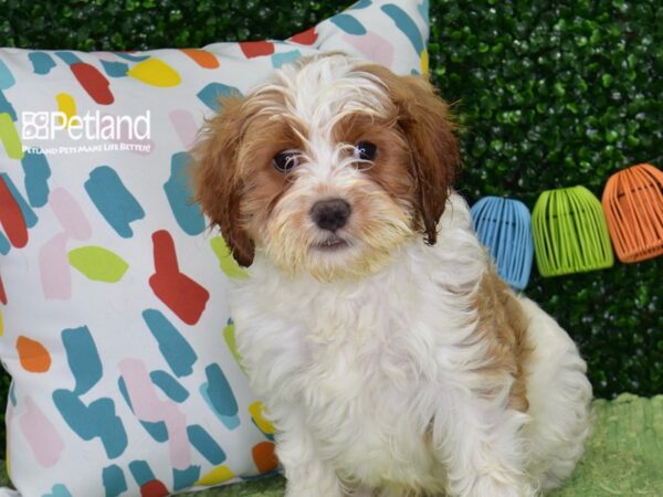 [#1347] Blenheim Male Cavapoo Puppies For Sale