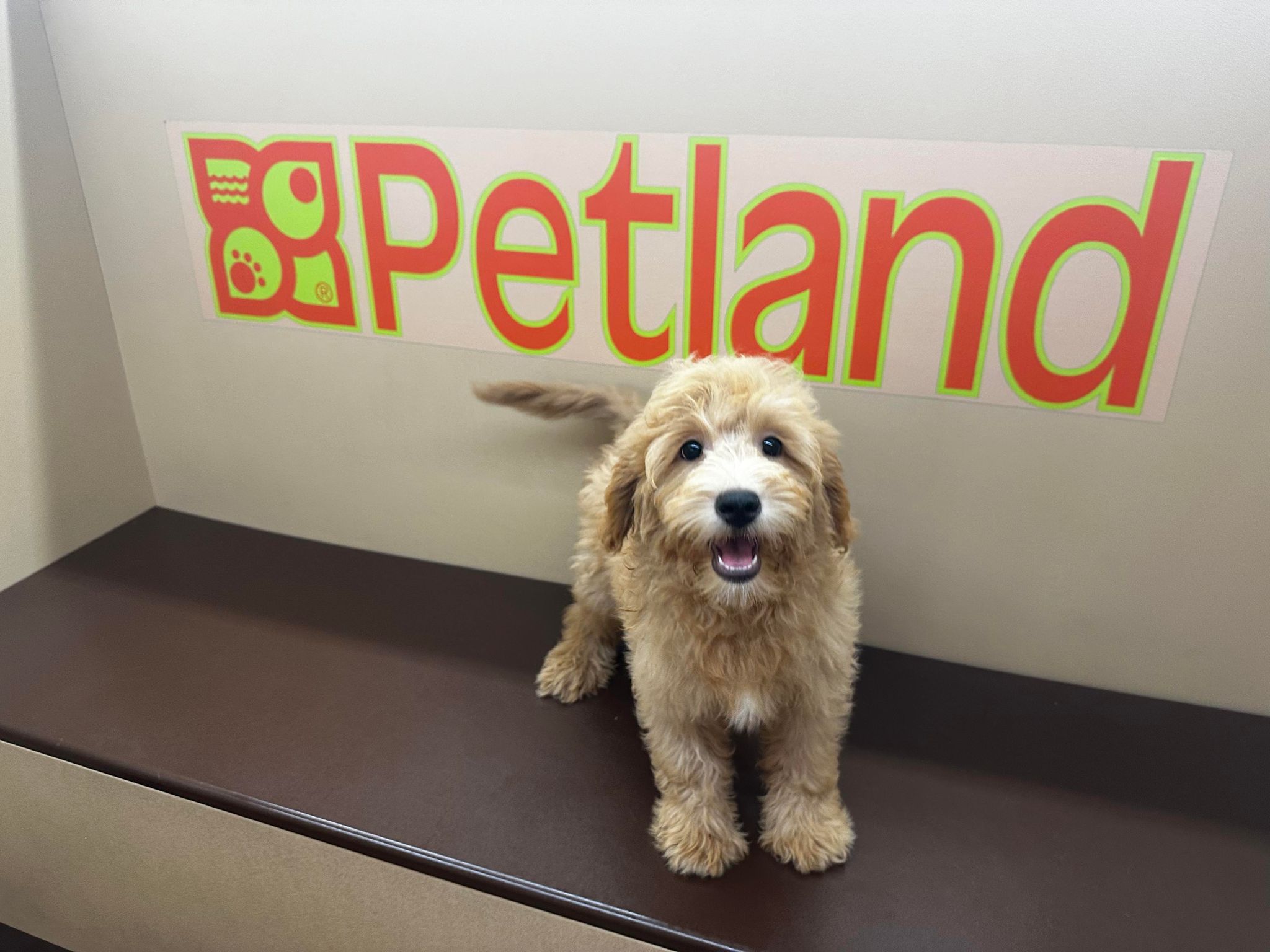 Doodles Goes to Daycare… A Dog’s POV of a Petland Visit