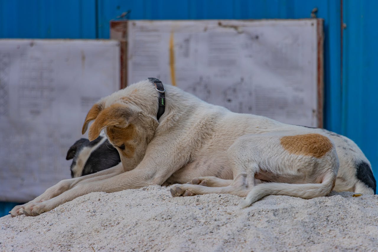 Signs of Anxiety in Dogs and Puppies