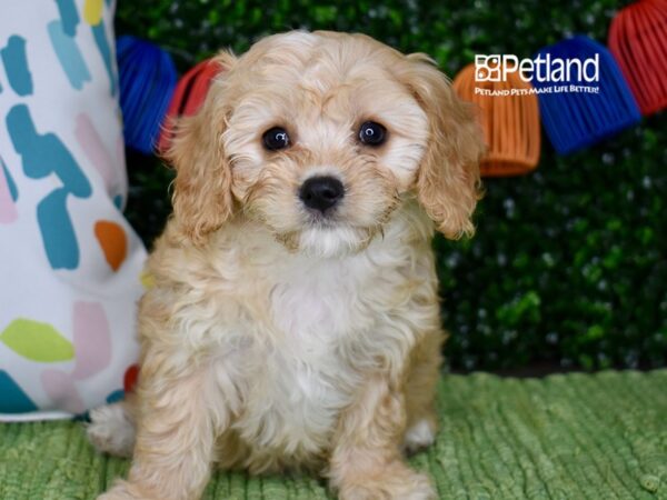 [#1303] Apricot Female Cavachon Puppies For Sale