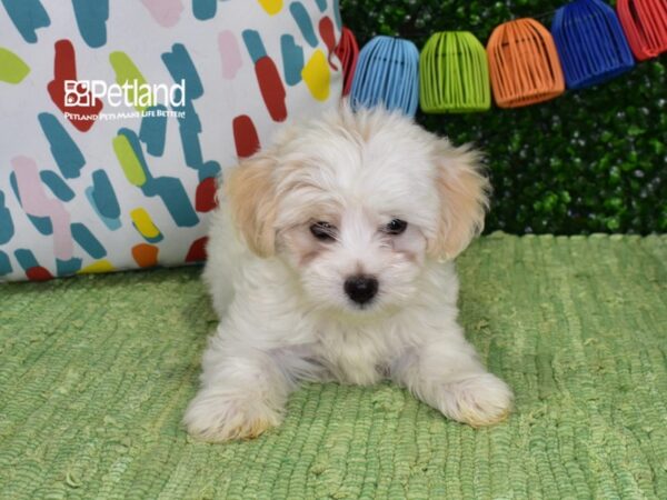 [#1340] Cream & White Male Maltipoo Puppies For Sale