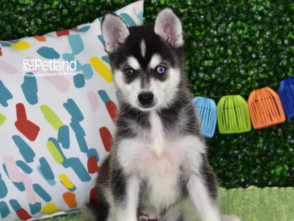 [#1356] Black & White Male Alaskan Klee Kai Puppies For Sale