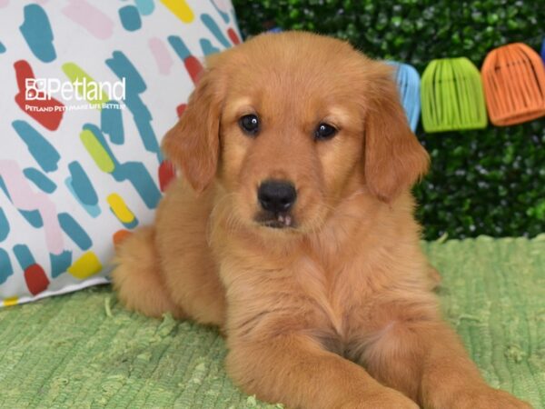 [#1355] Dark Golden Female Golden Retriever Puppies For Sale