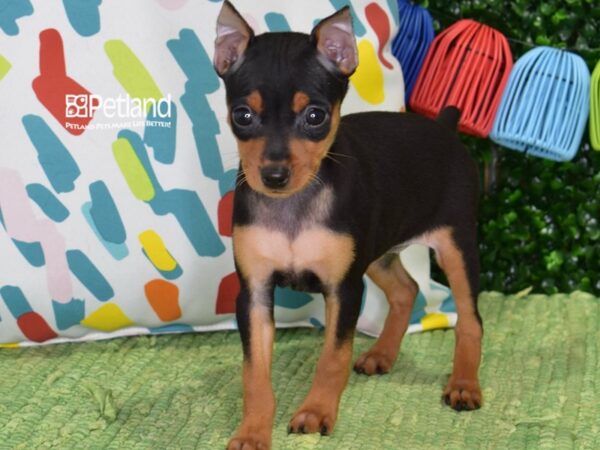 [#1359] Black & Tan Female Miniature Pinscher Puppies For Sale