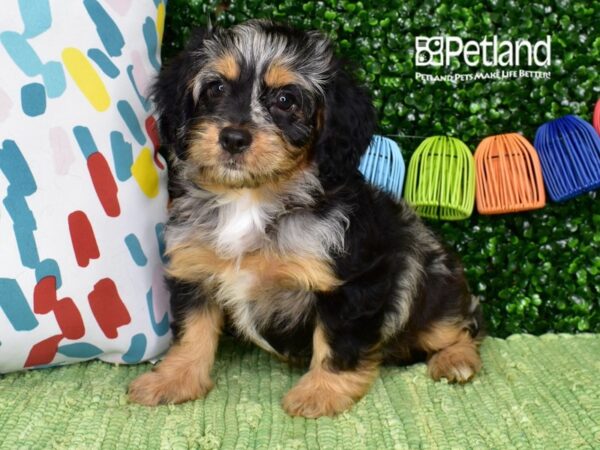 [#1361] Blue Merle & Tan Female Cavapoo Puppies For Sale