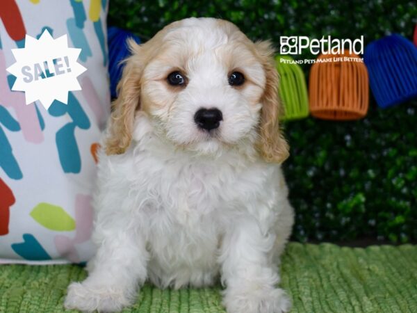 [#1302] Blenheim & White Female Cavachon Puppies For Sale