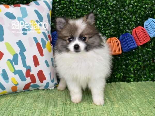 [#1367] Parti Female Pomeranian Puppies For Sale