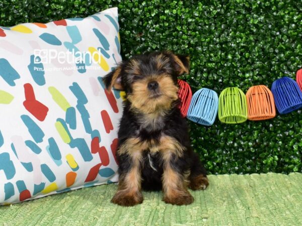 [#1364] Black & Tan Male Yorkshire Terrier Puppies For Sale