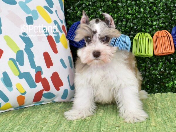 [#1372] Merle Parti Male Miniature Schnauzer Puppies For Sale