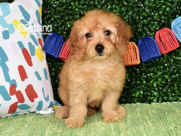 [#1368] Golden Female Miniature Goldendoodle 2nd Gen Puppies For Sale