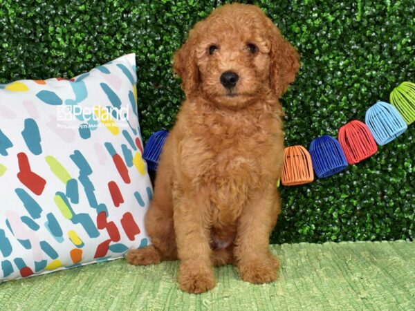 [#1369] Golden Male Miniature Goldendoodle 2nd Gen Puppies For Sale