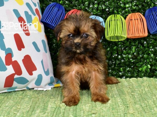 [#1370] Brown Female Shih Poo Puppies For Sale