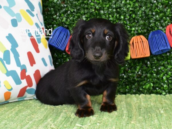 [#1375] Black & Tan, Long Haired Female Dachshund Puppies For Sale