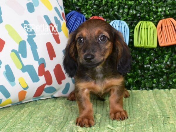 [#1374] Wild Boar Female Dachshund Puppies For Sale