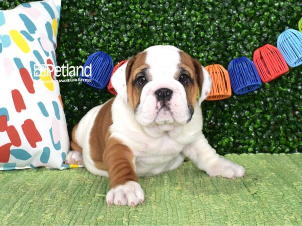 [#1373] Fawn & White Female English Bulldog Puppies For Sale