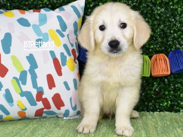 [#1376] Light Golden Male Golden Retriever Puppies For Sale