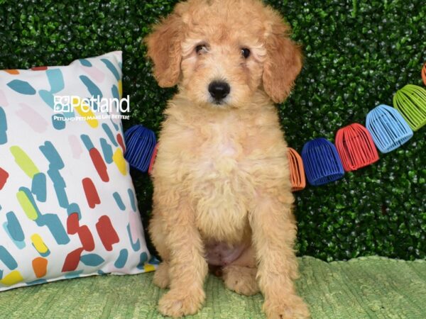 [#1377] Golden Female Miniature Goldendoodle 2nd Gen Puppies For Sale