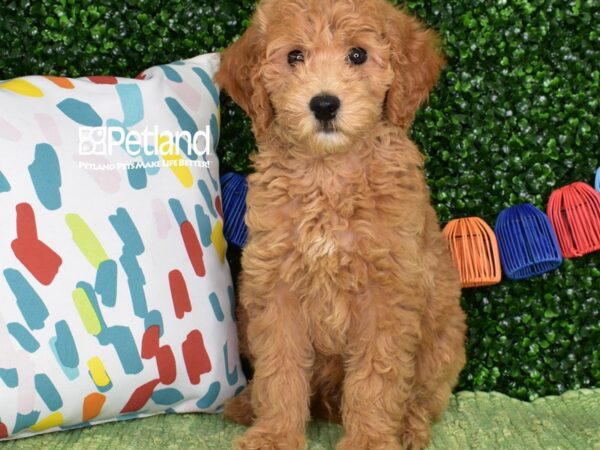 [#1378] Golden Male Miniature Goldendoodle 2nd Gen Puppies For Sale