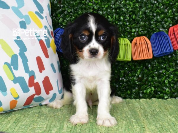 [#1379] Black, Tan, & White Male Cavalier King Charles Spaniel Puppies For Sale