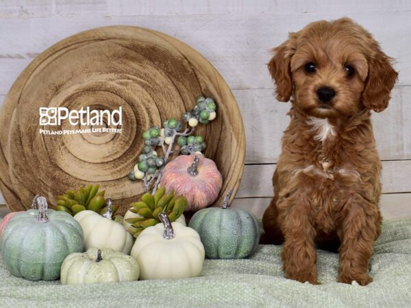 [#1386] Red Female Cockapoo 2nd gen Puppies For Sale