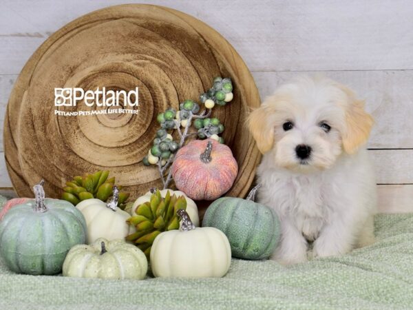 [#1383] Tan & White Male Maltipoo Puppies For Sale