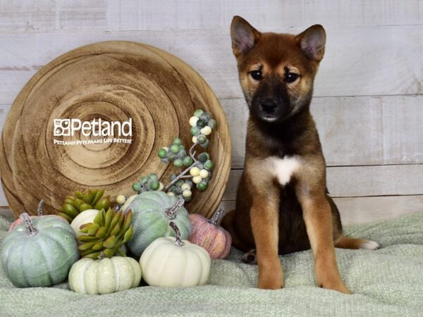 [#1385] Red Sesame Female Shiba Inu Puppies For Sale