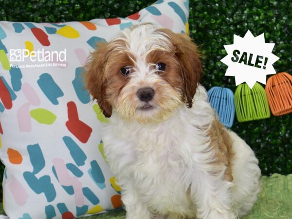 [#1347] Blenheim Male Cavapoo Puppies For Sale