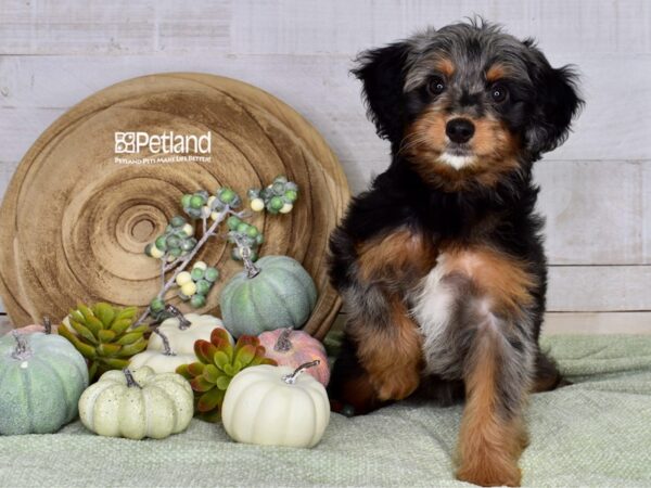 [#1387] Blue Merle Female Miniature Bernedoodle 2nd Gen Puppies For Sale