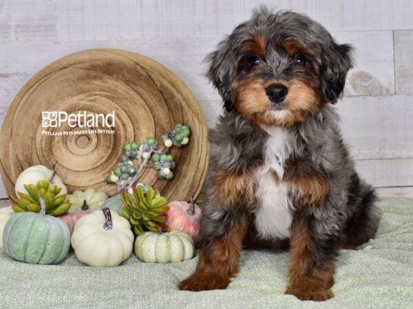 [#1388] Blue Merle Female Miniature Bernedoodle 2nd Gen Puppies For Sale