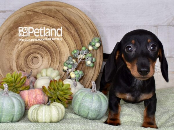 [#1390] Black & Tan Male Dachshund Puppies For Sale