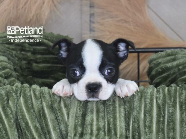 [#1743] Minnie - Black & White Female Boston Terrier Puppies For Sale