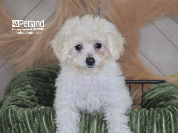 [#1737] Ellie - Cream Female Miniature Goldendoodle 2nd Gen Puppies For Sale