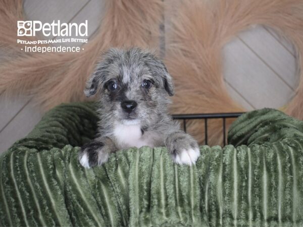 [#1777] Oliver - Merle Male Frenchie-Poo Puppies For Sale