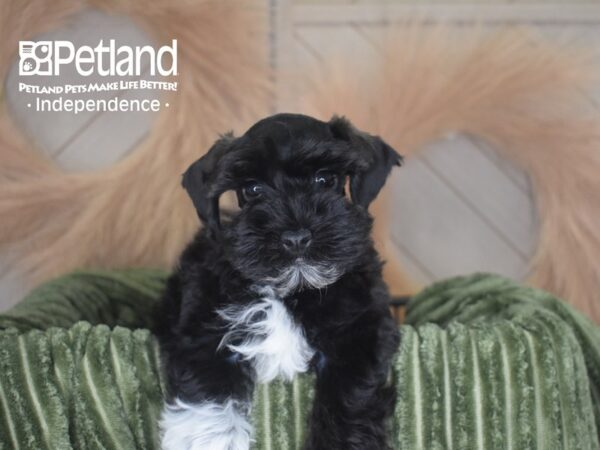 [#1776] Stanley - Black Male Schnoodle Puppies For Sale