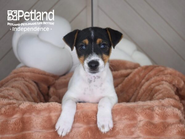 [#1750] Tucker - Black & White Male Jack Russell Terrier Puppies For Sale