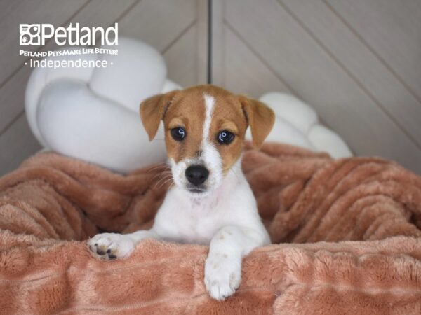 [#1774] Lola - Brown & White Female Jack Russell Terrier Puppies For Sale